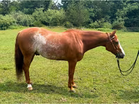 Cavallo, Quarter Horse — foto 1