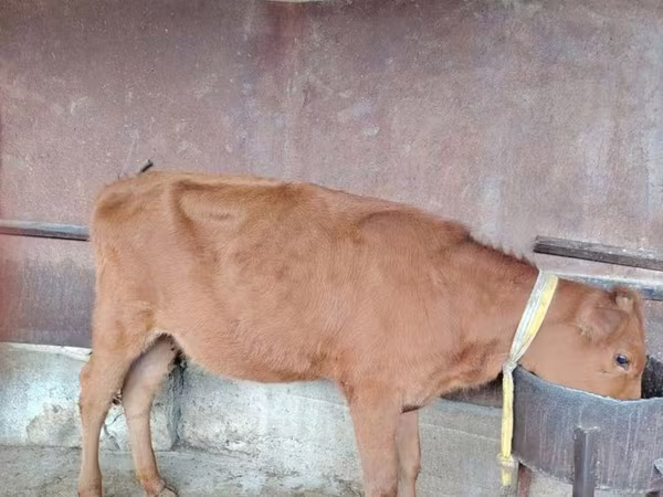 Skot (série, pohlaví neuvedeno), Skot