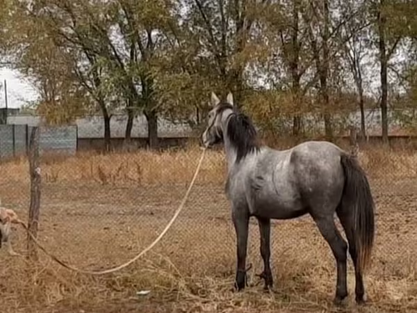 암말, Thoroughbred horse