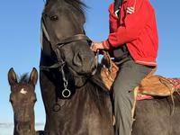 مادیان, Friesian — عکس 3