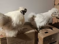 Silkie — foto 4