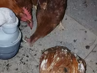 Chickens — fotografija 1