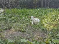 Koza, Orenburg goat — fotografija 1
