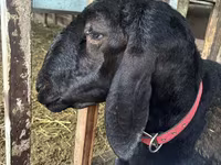 Beran, Arashan sheep — foto 2