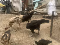 Shamo chickens — foto 3