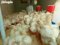 Chickens — foto 3