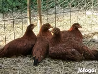 Chickens — zdjęcie 7