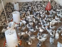Chickens — foto 4