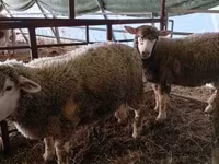 Biri-biri betina, Ile-de-France sheep — foto 2