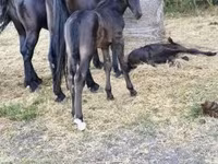 Էգ ձի, Nonius horse — լուսանկար 4