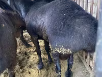 كبش, Hissar sheep — الصورة 6