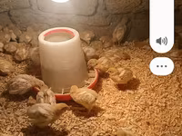 Chickens — รูปภาพ 3