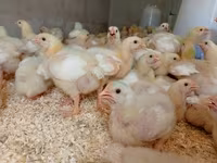 Chickens — foto 2