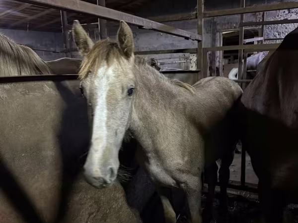 ሴት ፈረስ, Horses