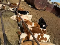Krowa, Simmental cattle — zdjęcie 6