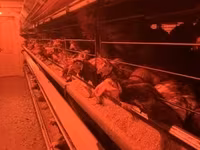 Gallina danese — foto 1