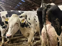 Vacă, Rasa Holstein — foto 2