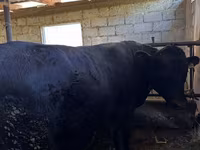 Bull, Red Polled Cow — photo 1