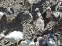 Turkeys — foto 3