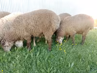 Ram, Sheep — photo 1