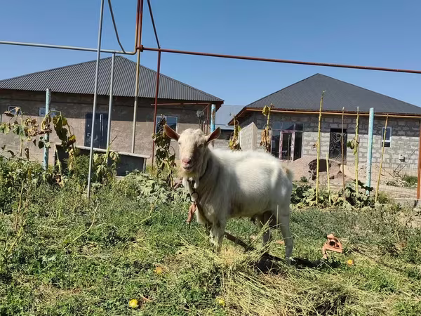 بز نر, Saanen goat