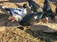 Ducks — புகைப்படம் 2
