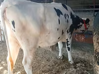 Kuh, Swiss cattle — Foto 6