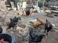 Chickens — الصورة 4
