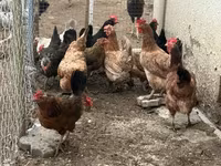 Chickens — عکس 1