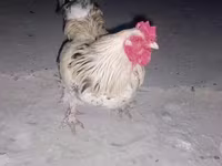 Brahma — foto 1