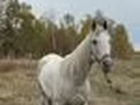 Kůň, Horse breed — foto 7