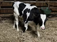 황소, Russian Black pied cattle — 사진 1