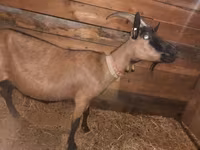 Goat, Alpine goat — photo 2