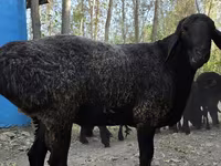 Wad, Sheep — sawirka 2