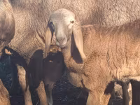 Ovan, Arashan sheep — fotografija 4