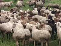 Ido, Sheep — sawirka 6
