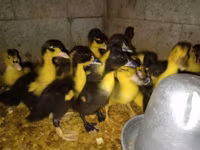 Alman Pekin — foto 5