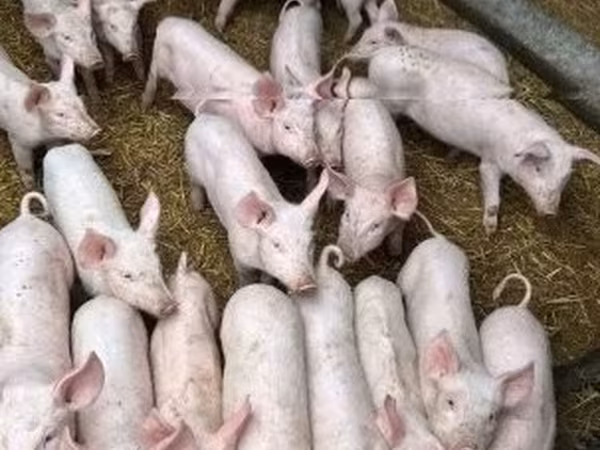 Lợn (lô, chưa xác định giới tính), Lợn