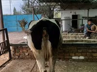 Mucca, Razza Holstein — foto 4