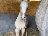 Hingst, Hästar — foto 4