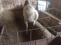 Montone, Rhon sheep — foto 2