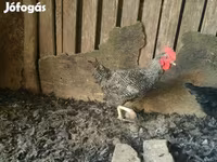Gallina danese — foto 4