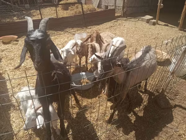 Billy Goat, Goats — Uzbekistan