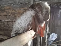 Koza, Beetal goats — zdjęcie 6