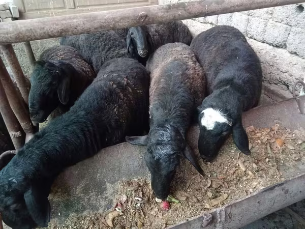 Baran, Rhon sheep