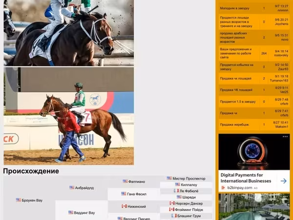 Kobila, Anglo-Arabian