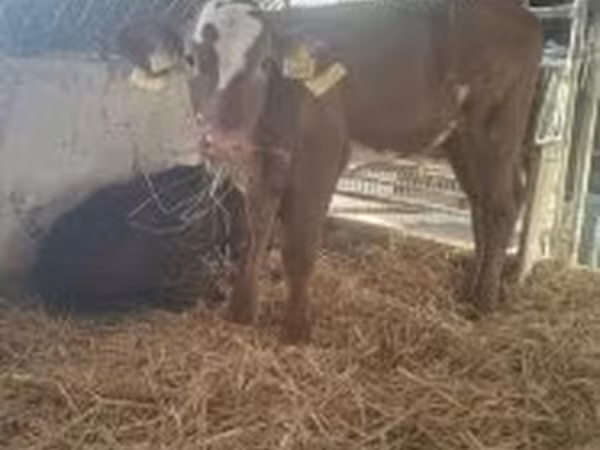 Ko, Limousin-ko.