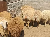 میش, گوسفند — عکس 3