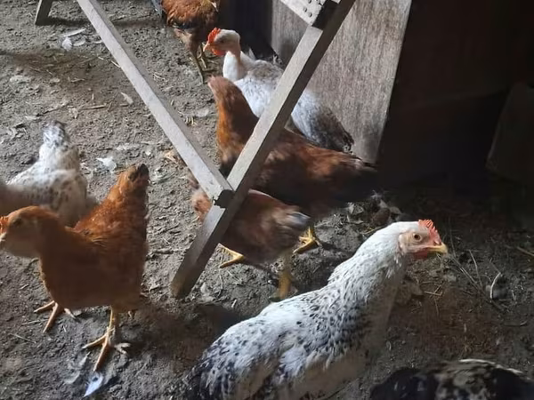 Chickens