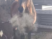 Адуу, Mugalzhar horse — 1 зураг